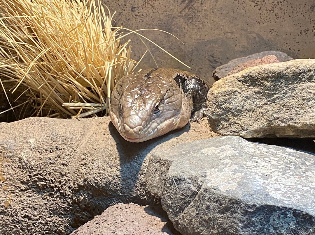 Northumberland Zoo-莫佩思必去景点