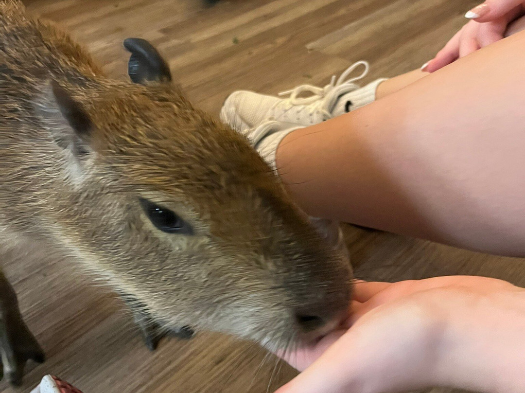 Capybara Cafe-Saint Augustine Beach必去景点