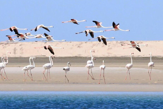 Activités a dakhla avec un local