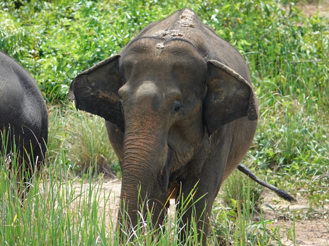 Following Giants - Krabi-Khlong Hin必去景点