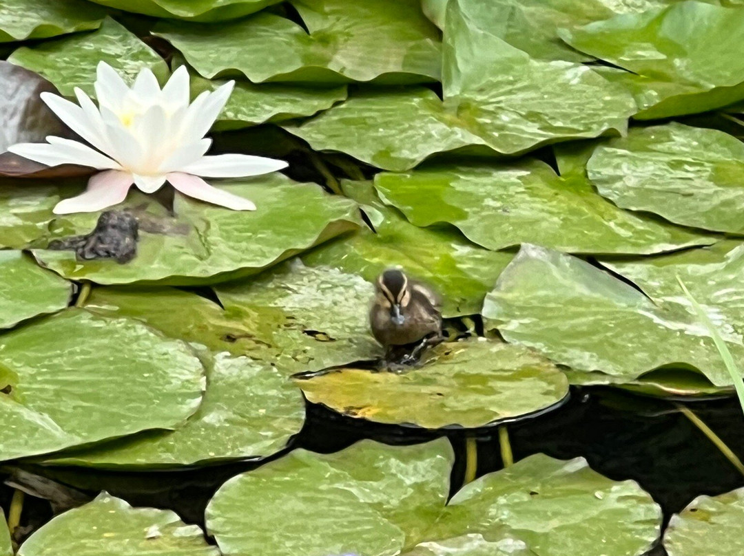 Botanical Garden-萨格勒布必去景点