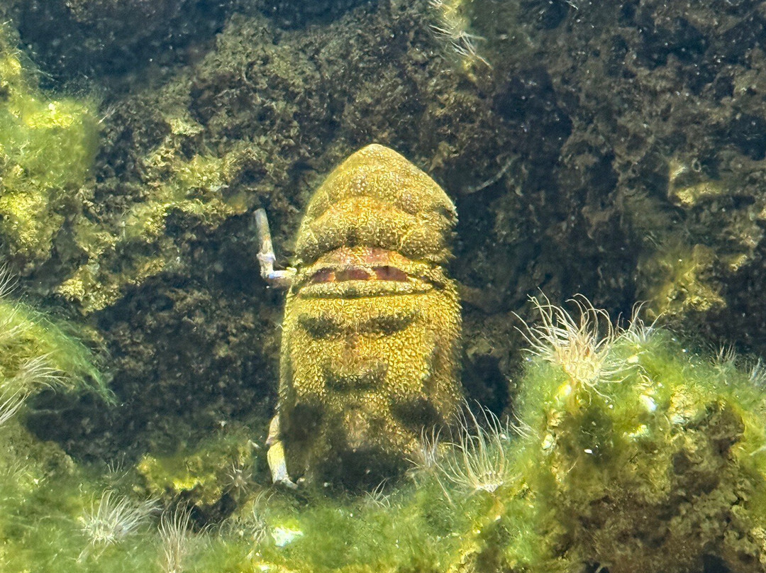 Aquarium of Rhodes - Hydrobiological Station-罗德城必去景点