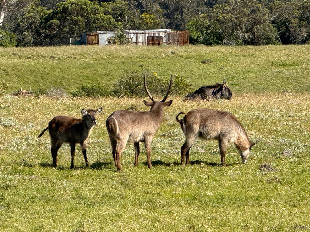 Kragga Kamma Game Park-伊丽莎白港必去景点