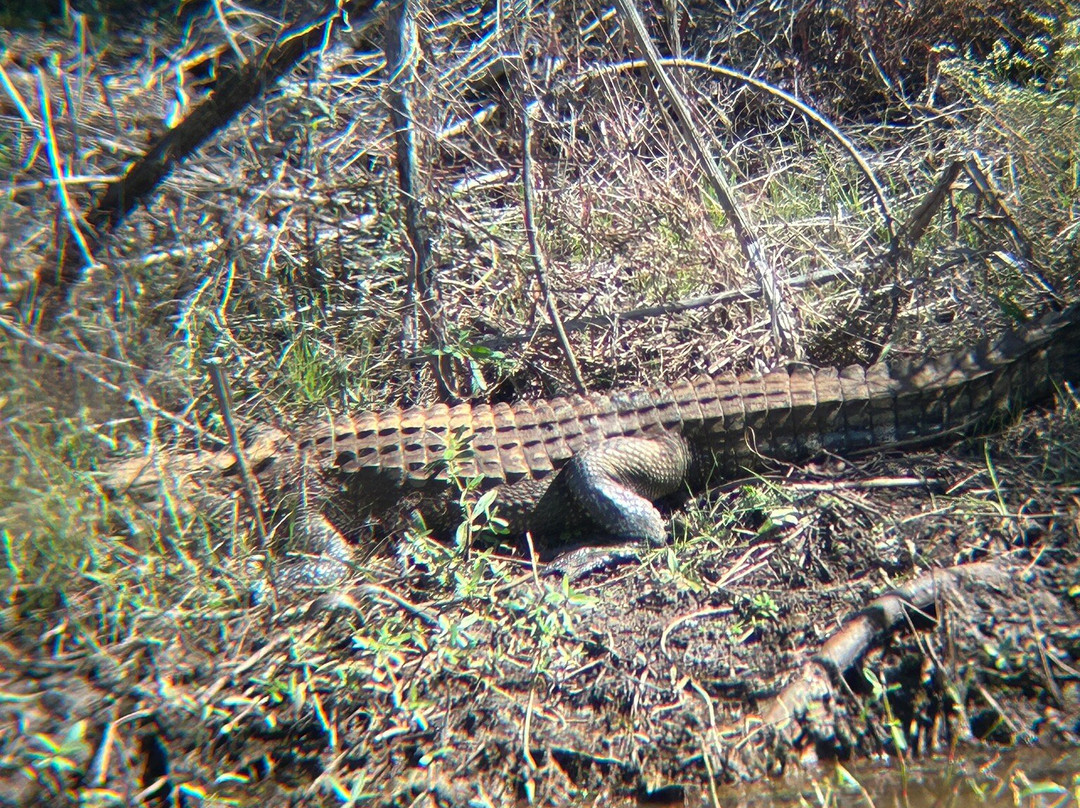 Savannah National Wildlife Refuge-Hardeeville必去景点