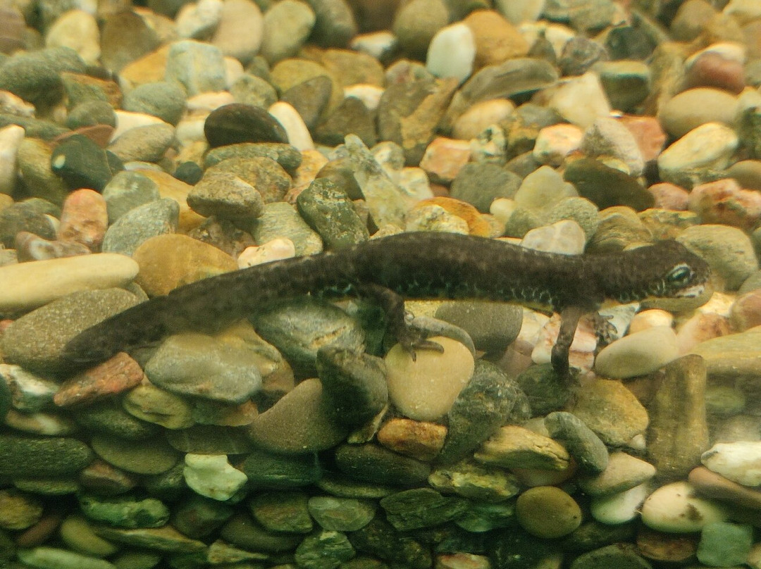 Kastoria Aquarium-卡斯托里亚必去景点