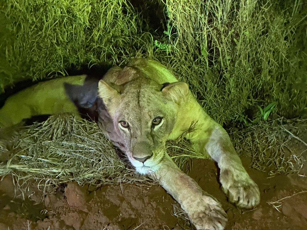 Kenya Safaris con Beka Day Tours-瓦塔木必去景点