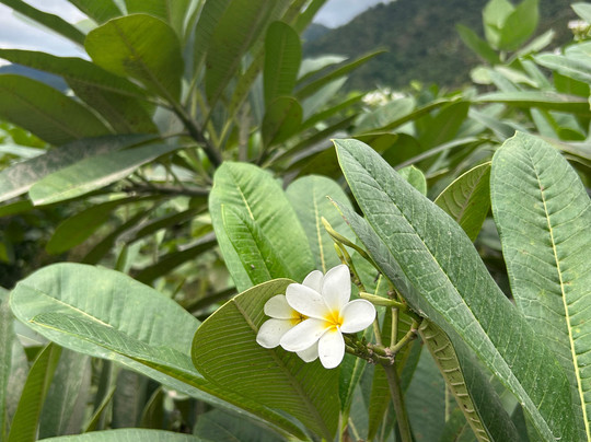 Rishikesh Tour Guide ANUP-里希克虚必去景点