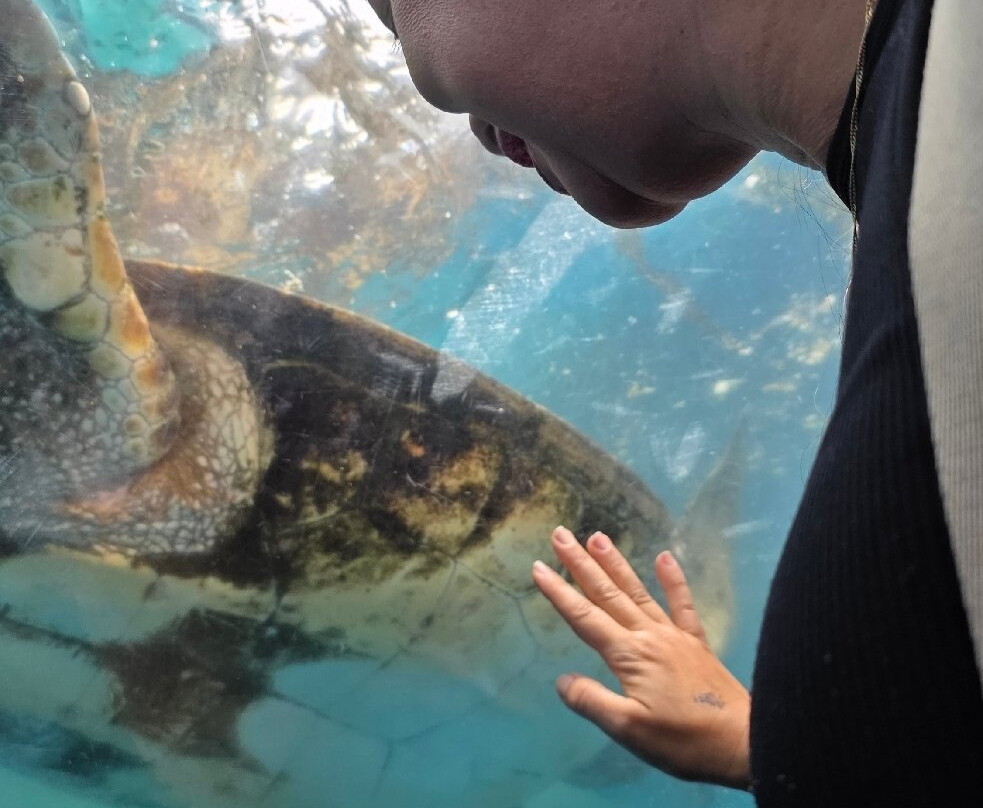 Fundação Projeto Tamar - Vitória-维多利亚必去景点