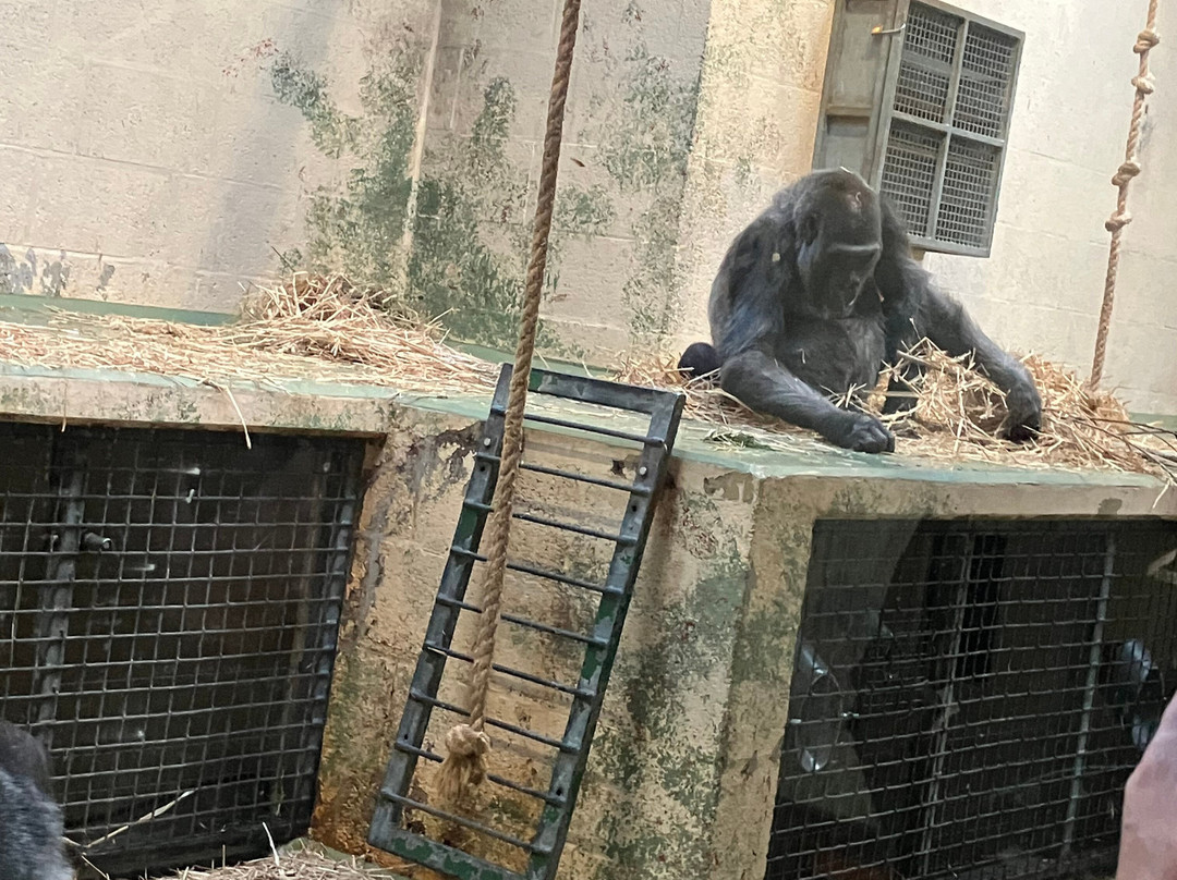 Apenheul-阿珀尔多伦必去景点