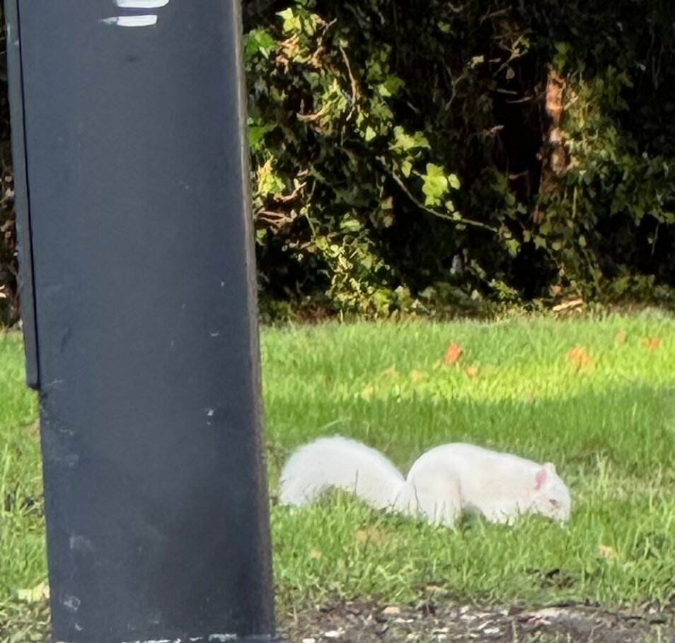 The Duke’s Head-官方