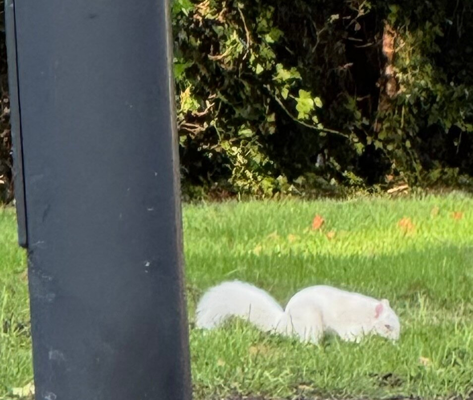 The Duke’s Head主图