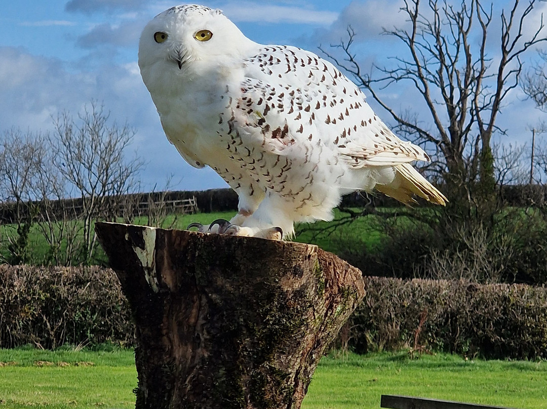 The British Bird of Prey Centre-喀麦登必去景点