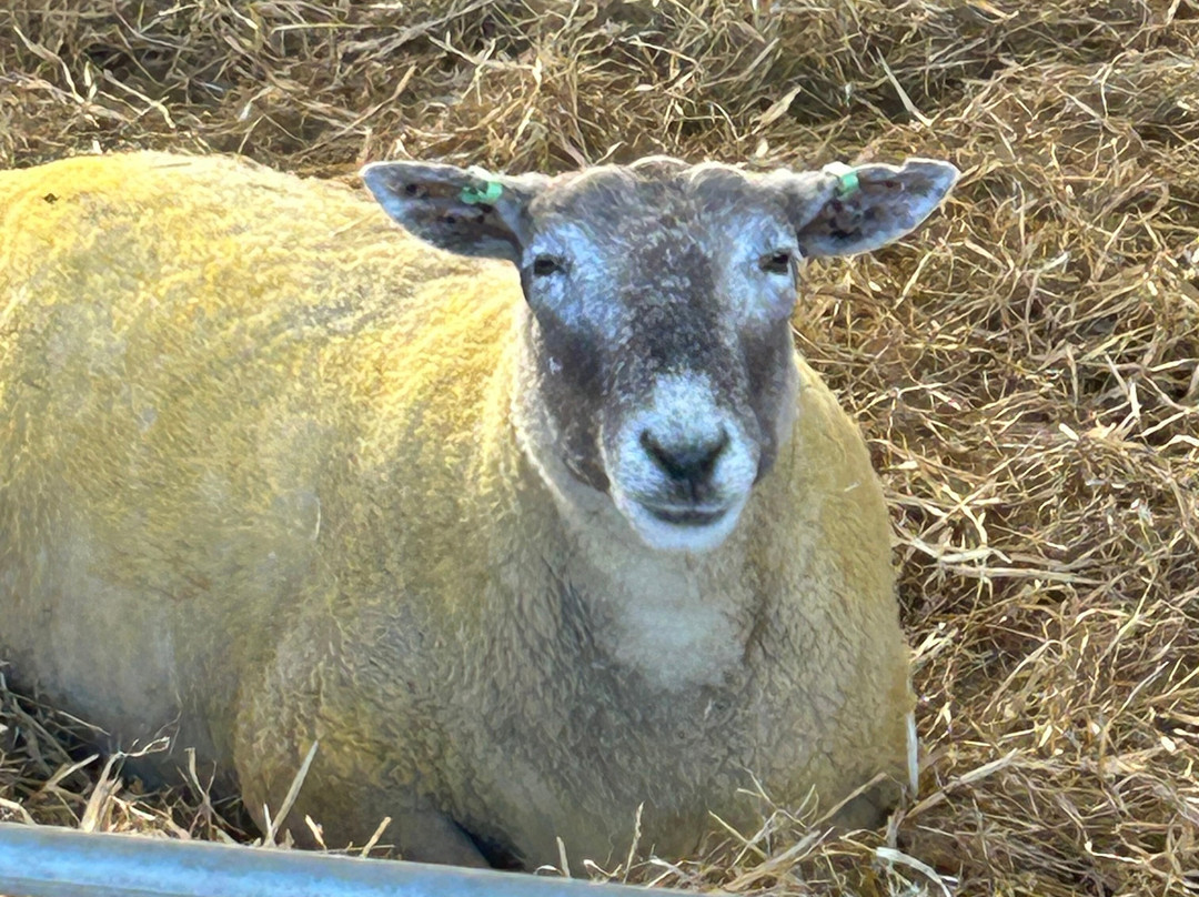 Dalscone Farm Fun-邓弗里斯必去景点