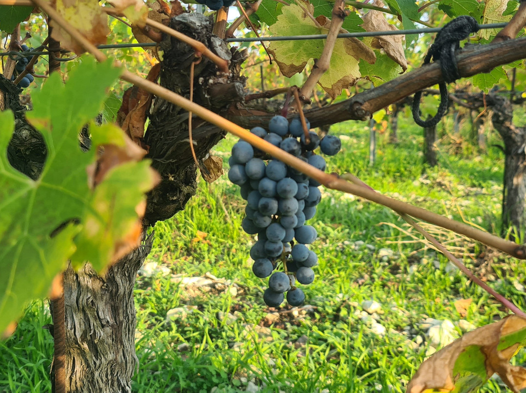 Château de Talu-Gelendzhik必去景点