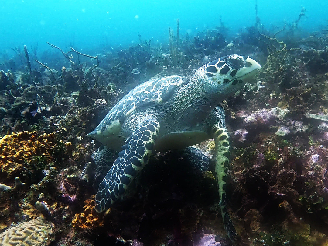 Rincón Dive Center-Rincon del Mar必去景点