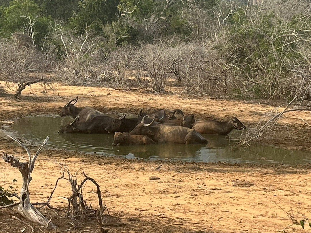 Ceylon Nature Tours-乌达瓦拉维国家公园必去景点