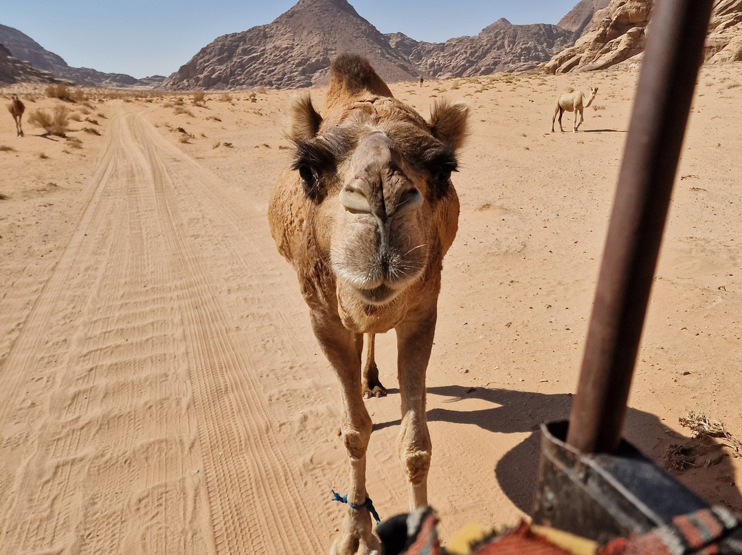 Wadi Rum Eco Tours-Wadi Rum Village必去景点
