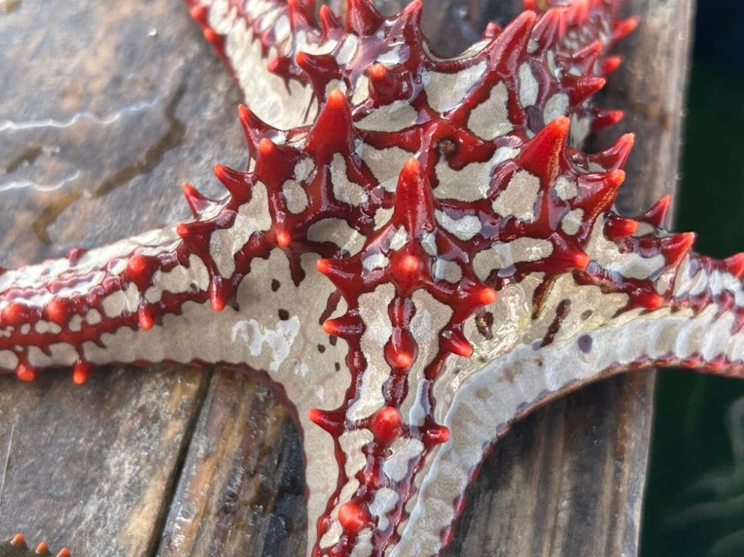 Mnemba Island-姆内巴必去景点