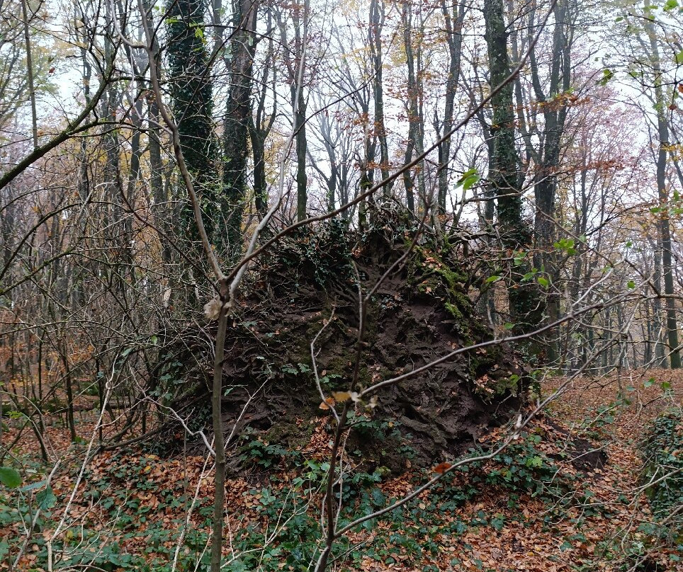 Faggeta del Monte Cimino-Soriano nel Cimino必去景点