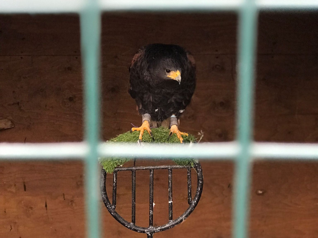 Devon Bird of Prey Centre-牛顿阿伯里必去景点