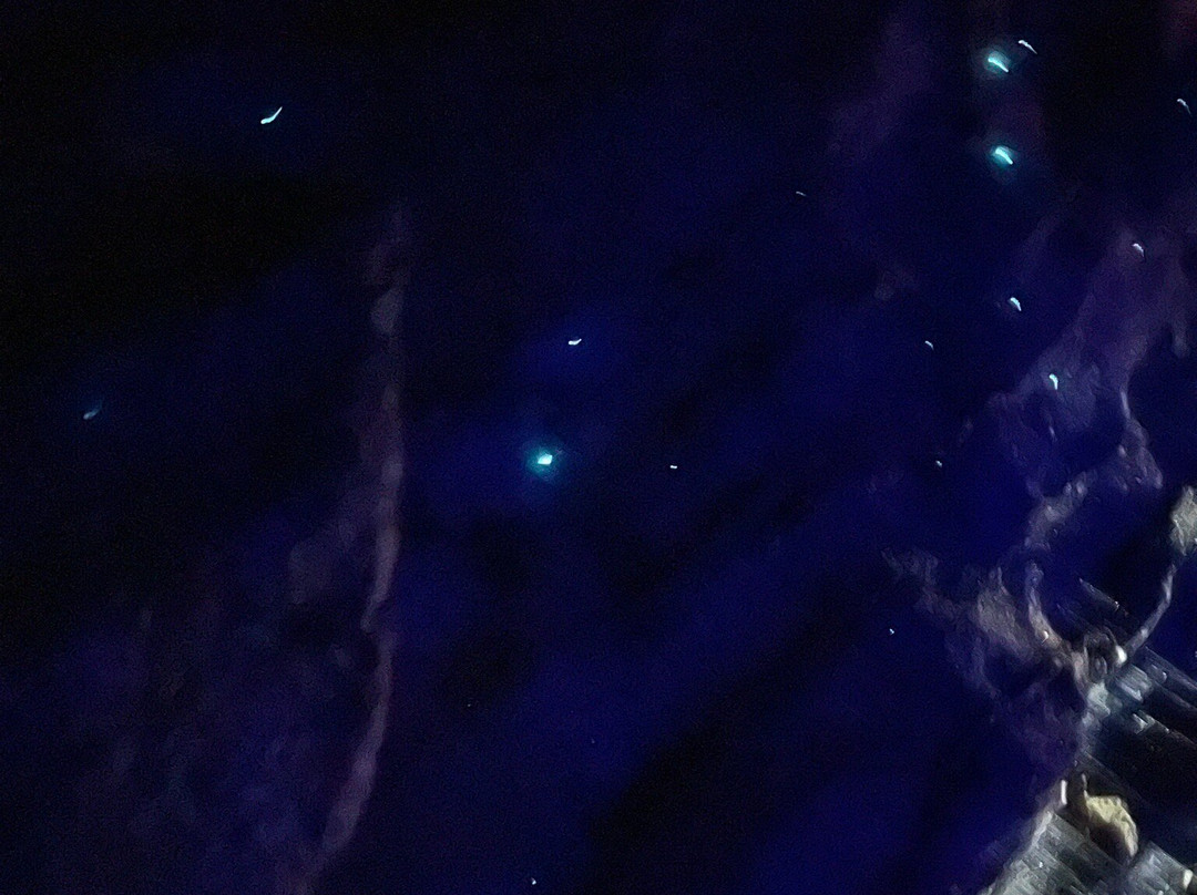 Ruakuri Cave-怀托摩洞穴必去景点