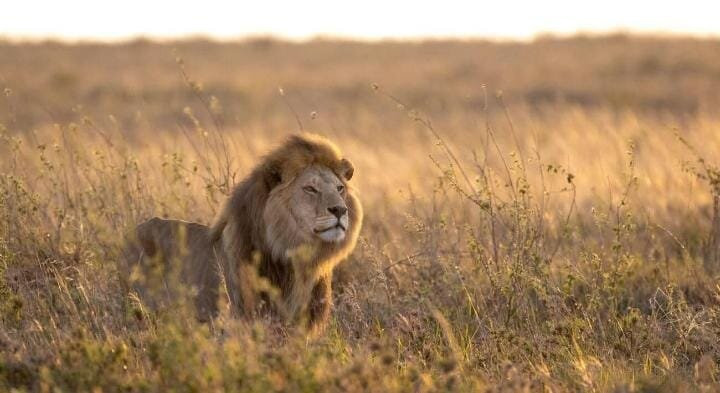 Northern Masailand Safaris-阿鲁沙必去景点