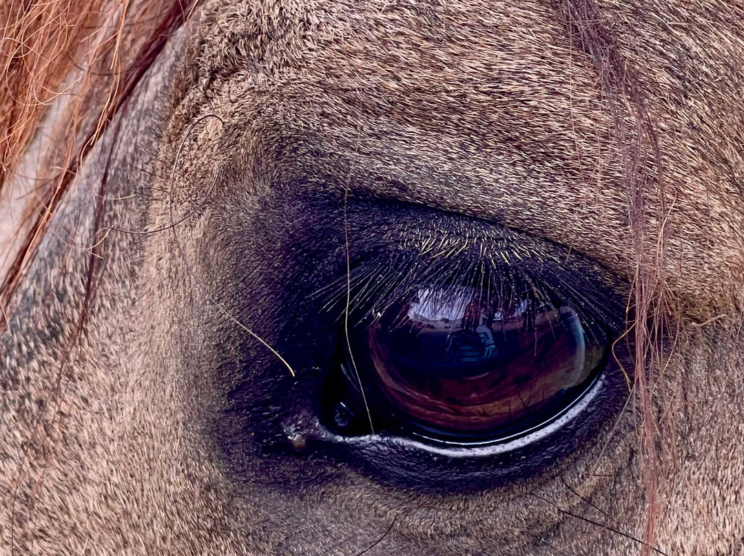 Les Visites du Campo Bravo-塞维利亚必去景点