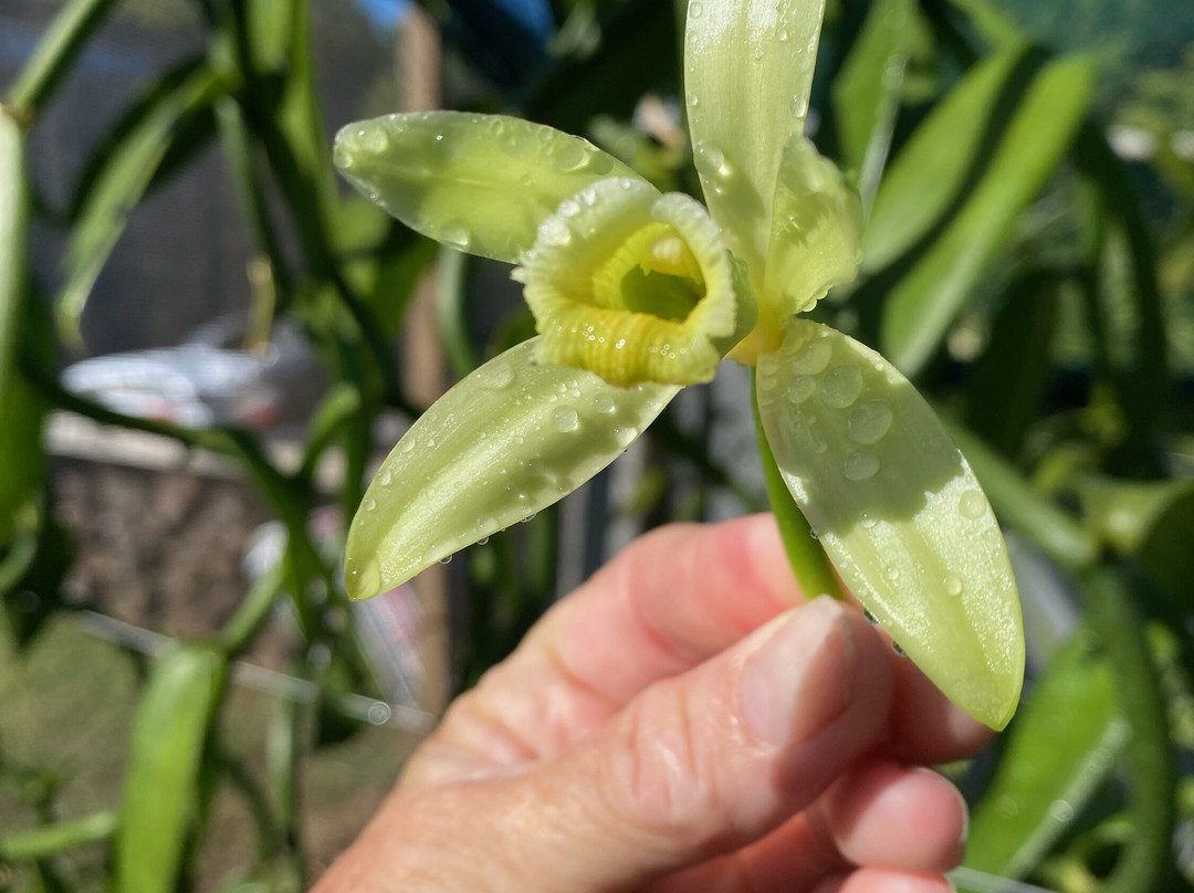 Maui Vanilla Farm-马卡瓦必去景点