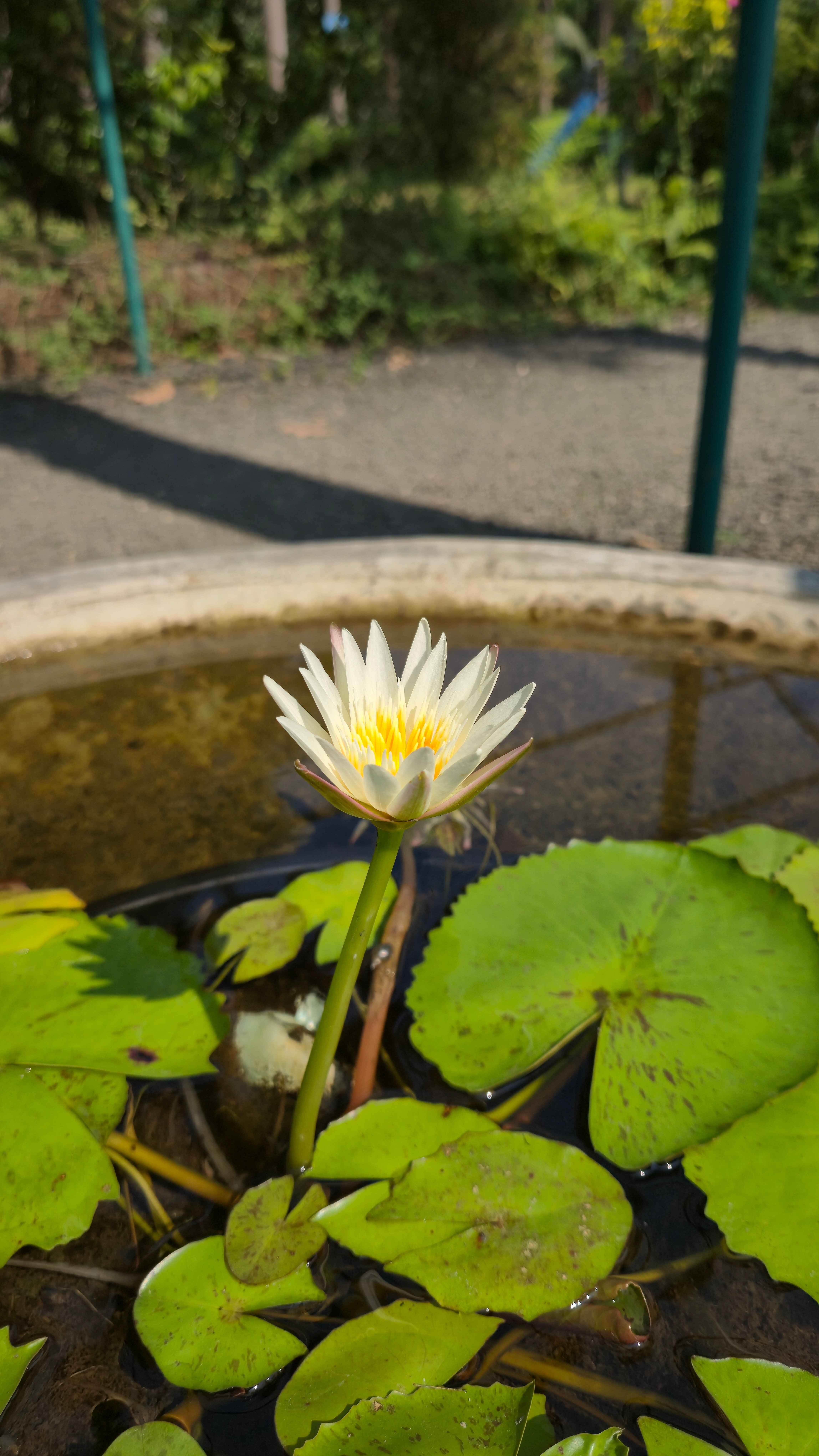 Tooth Mountain Farms-官方