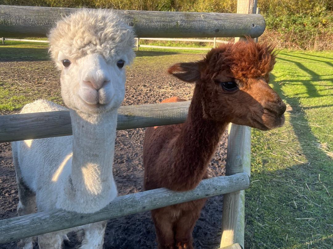 Woodlands Alpaca Farm-沃灵顿必去景点