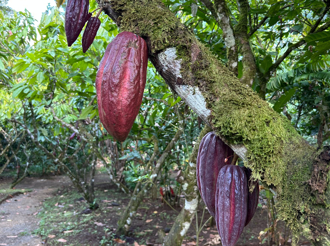 Tree Chocolate Tour-Upala必去景点