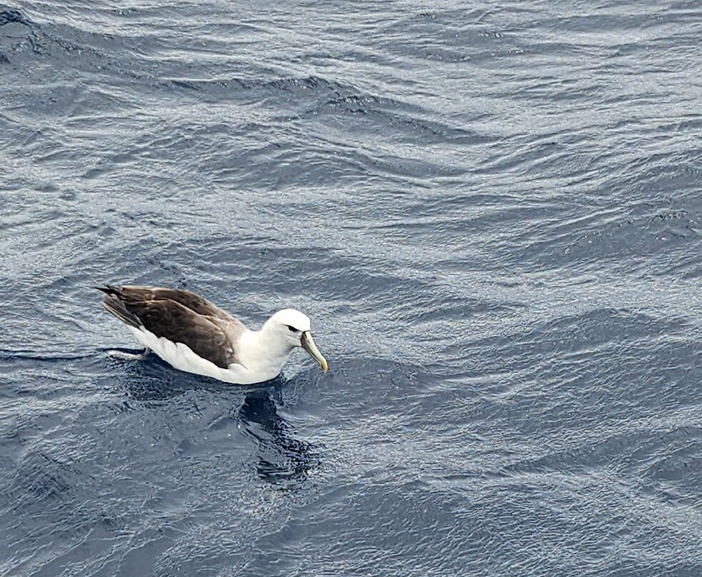 Calypso Star Charters-Port Lincoln必去景点