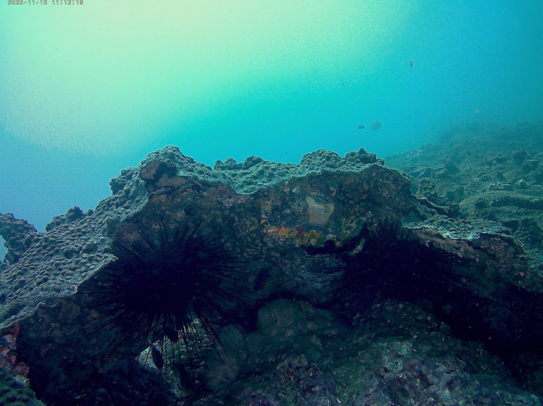 ABT Divers-塞拉莱必去景点