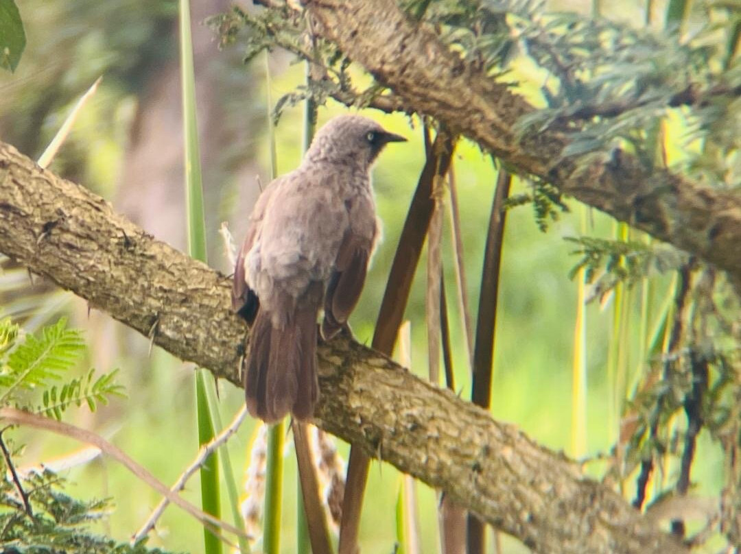 Nyandungu Eco-Park-吉佳利必去景点