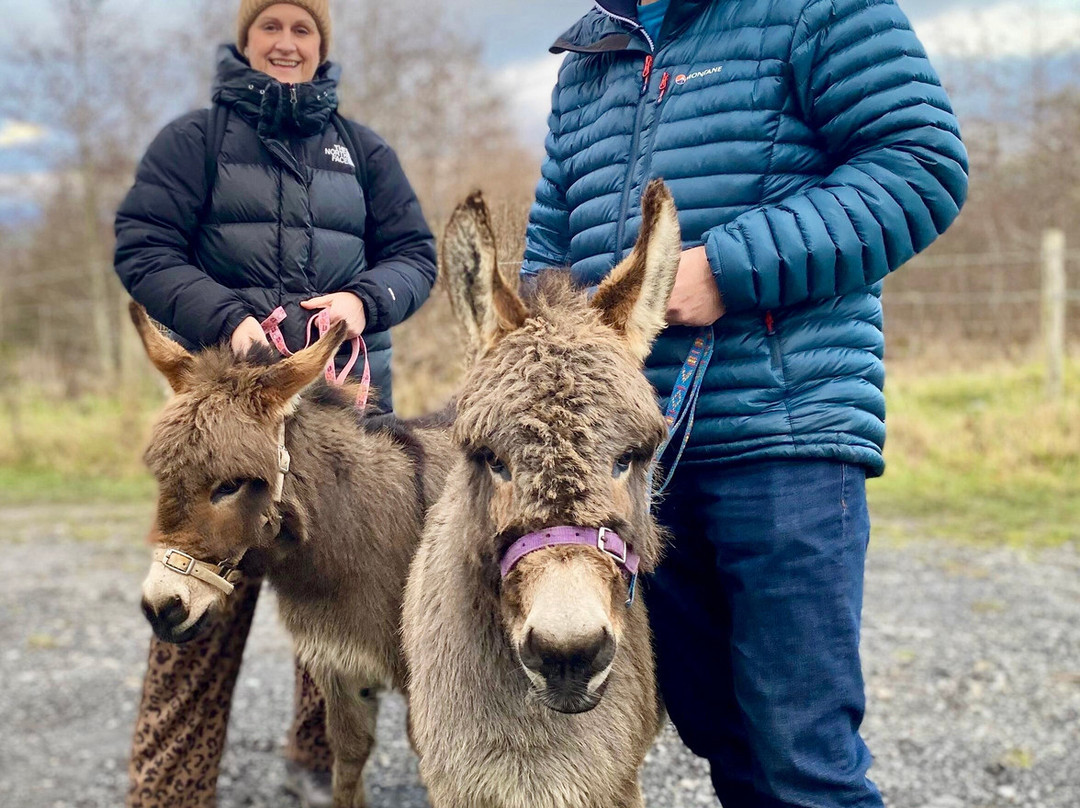 Woolly Experiences, Nercwys, Mold-Mold必去景点