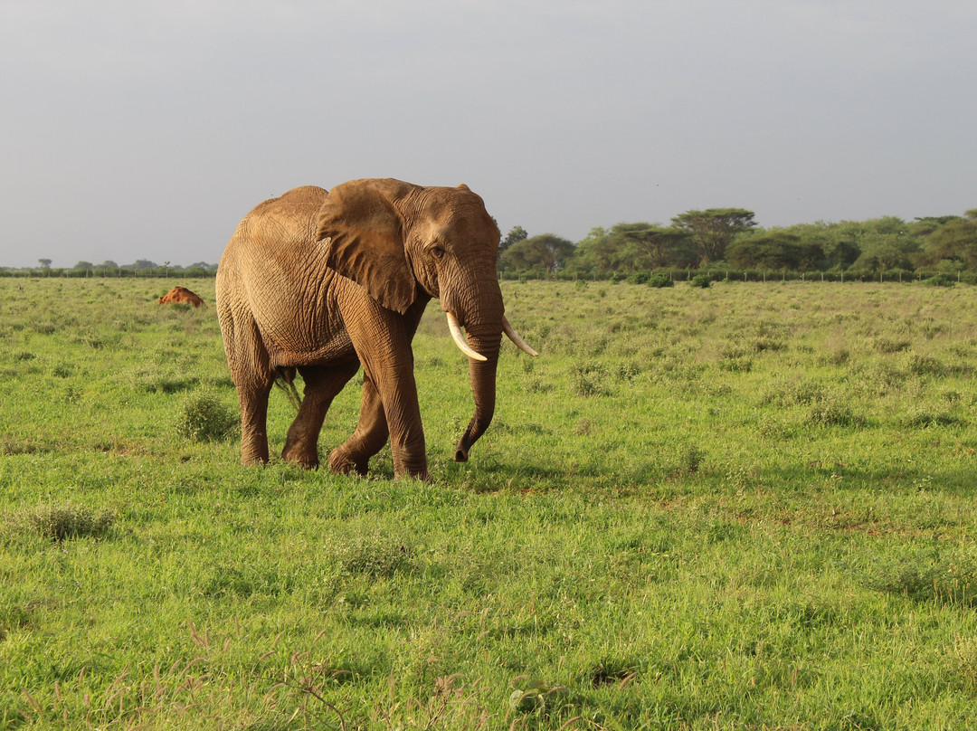 Watamu Diego Safari Day Tours-瓦塔木必去景点