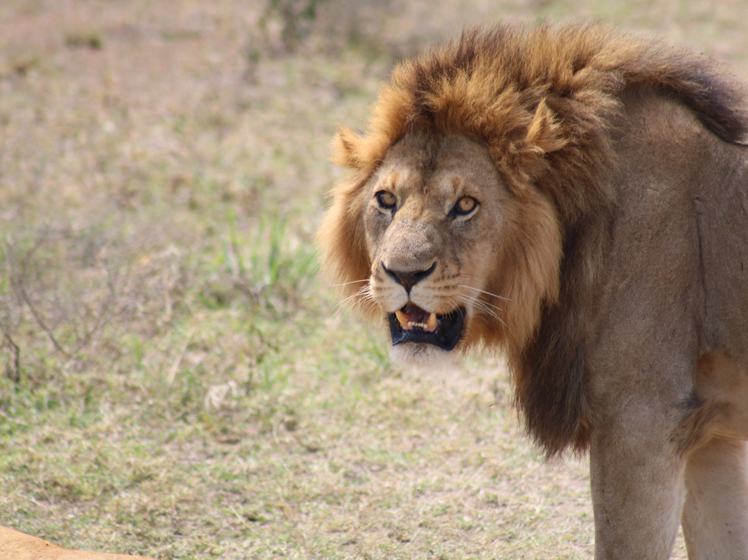 Abroad to Tanzania Safaris Ltd-Usa River必去景点