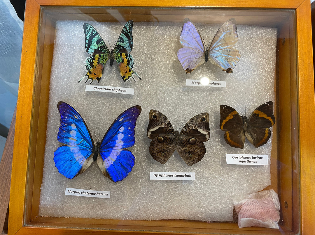 Mariposario De Machupicchu-温泉镇必去景点