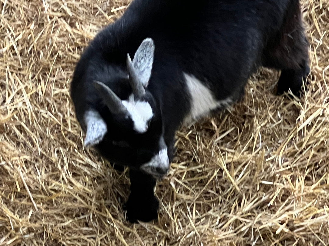 Cannon Hall Farm-Cawthorne必去景点