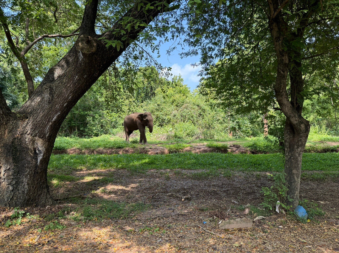 Green View Safari Resort主图