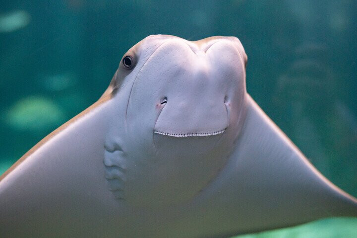Virginia Aquarium & Marine Science Center-弗吉尼亚海滩必去景点