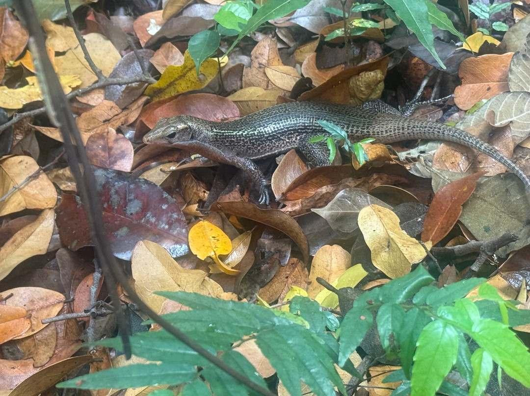 Ankarana Special Reserve-迪亚哥苏亚瑞必去景点