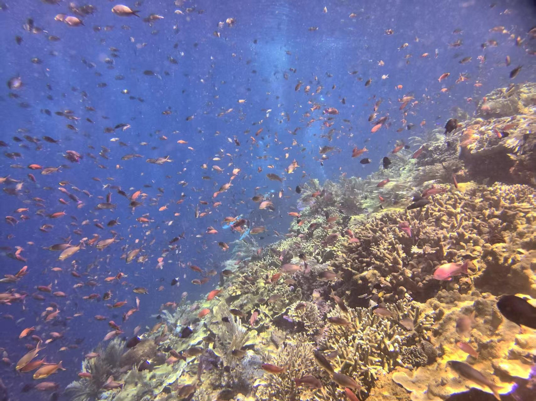Scuba Junkie Komodo-Labuan Bajo必去景点