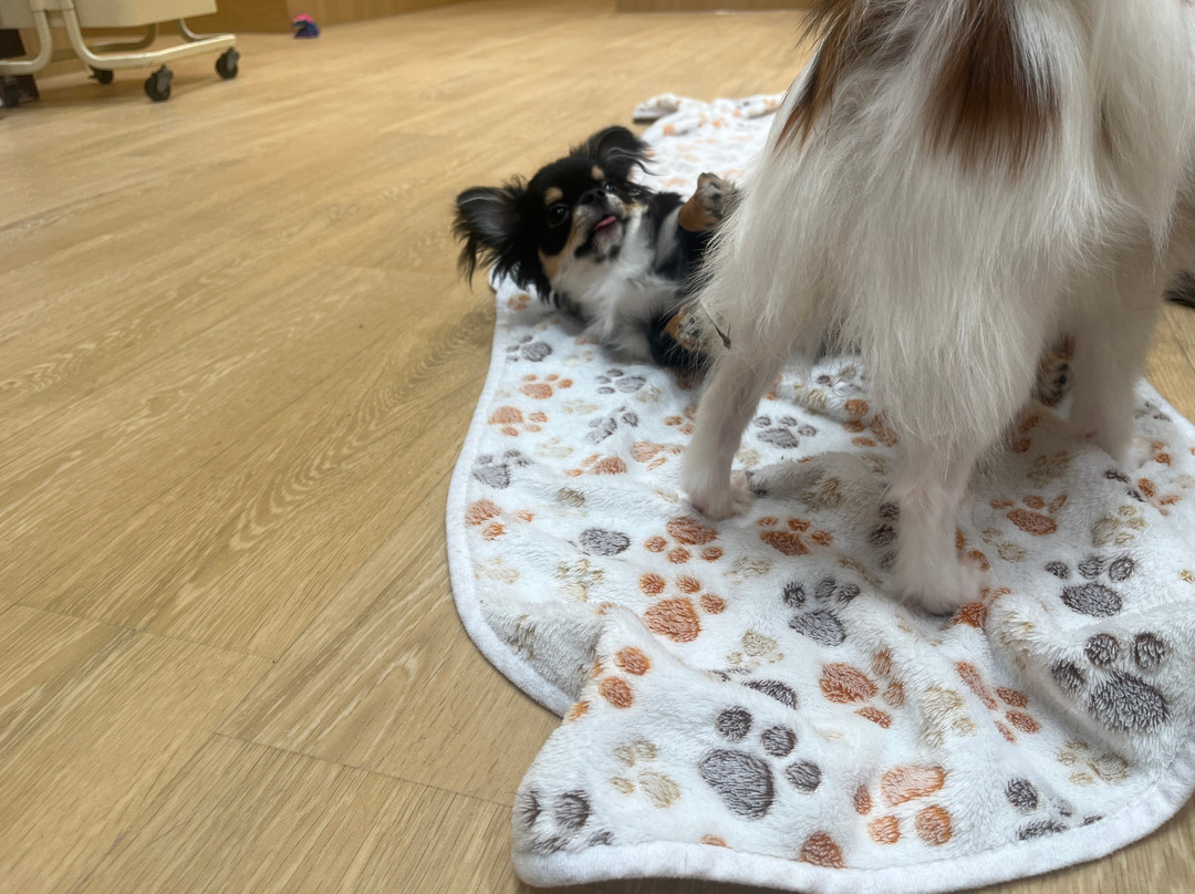 いぬカフェRIO 浅草店