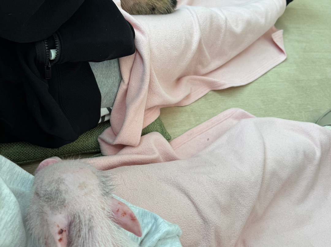 mipig cafe-Meguro必去景点