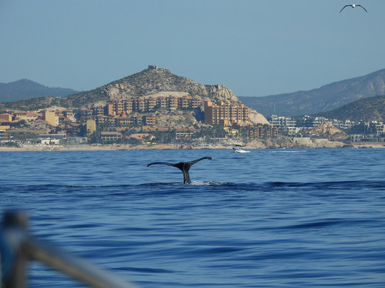 Cabo Sails-卡波圣卢卡斯必去景点