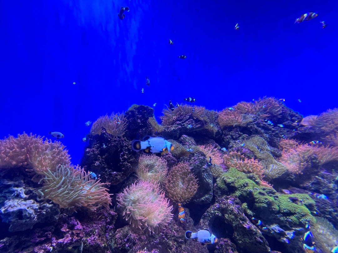 AquaRio-里约热内卢必去景点