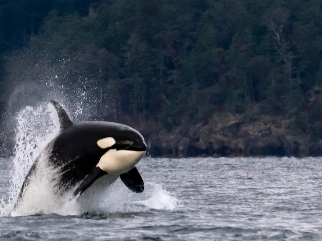 Maya's Legacy Whale Watching-星期五港湾必去景点