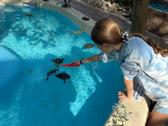 Florida Keys Aquarium Encounters-马拉松必去景点
