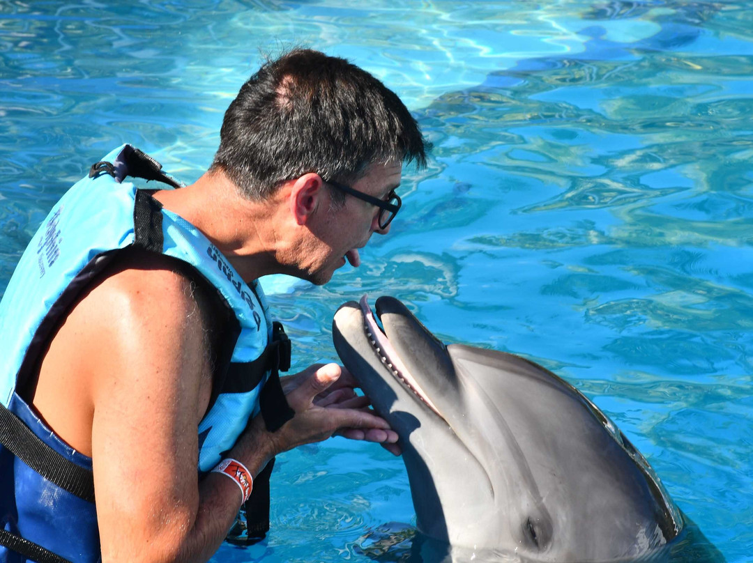 Dolphin Discovery Playa Del Carmen-普拉亚德尔卡曼必去景点
